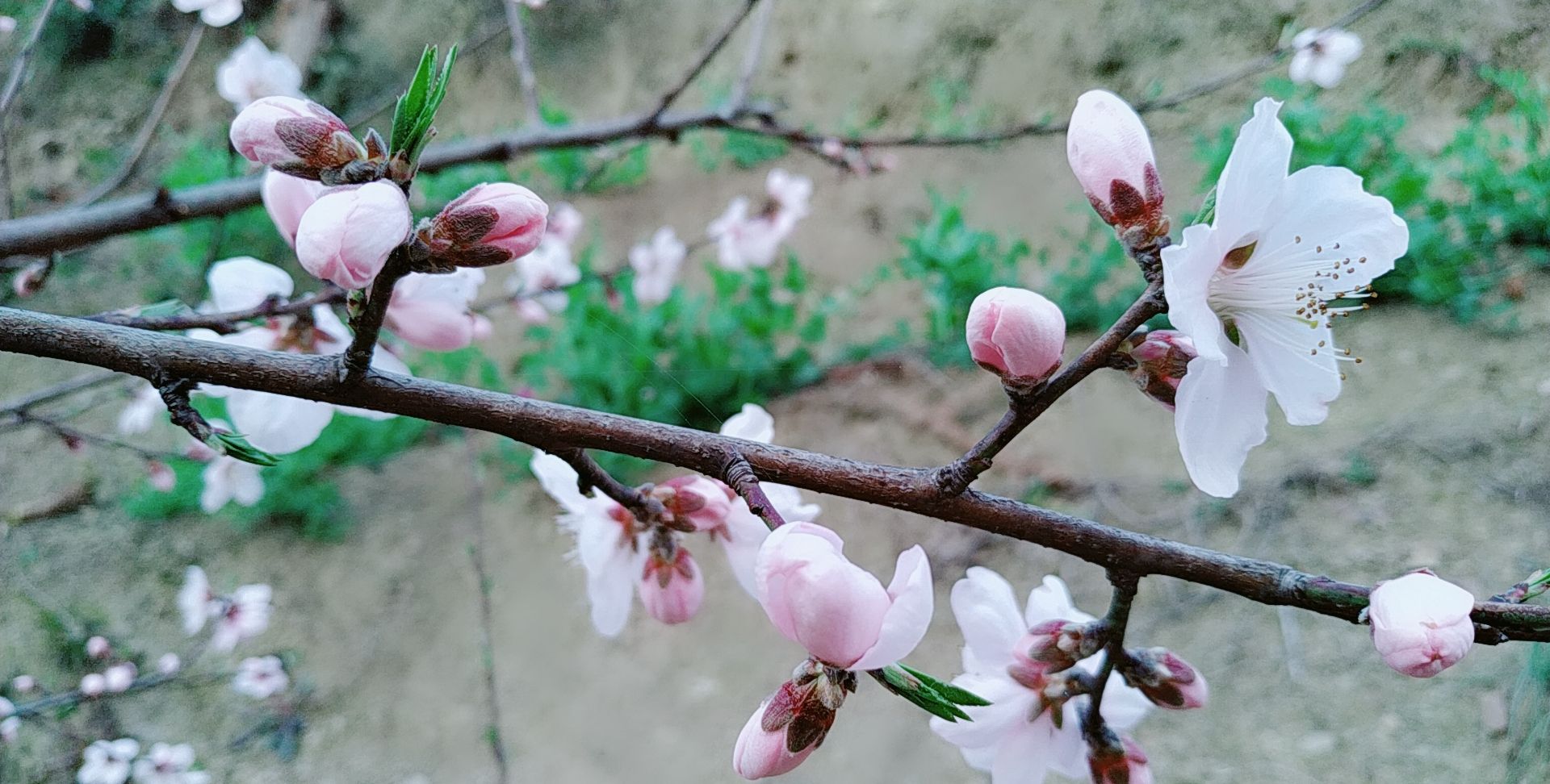 若不是瞧见那桃花红,怎会晓得这有一棵大桃树