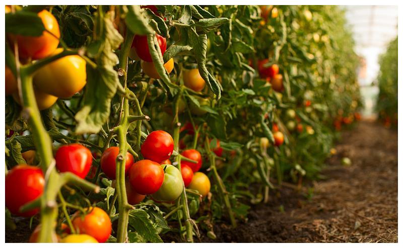 在农村,露天栽培西红柿,采用这些种植技术可促进高产