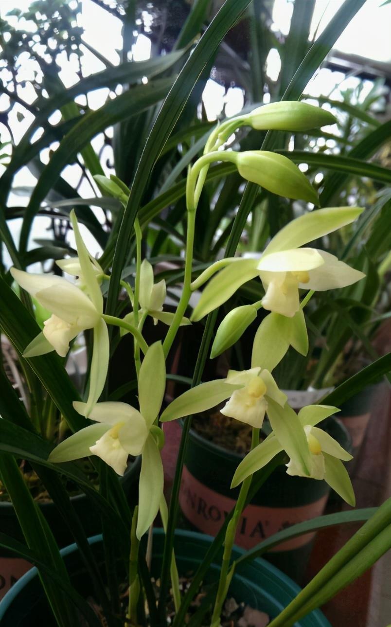 最便宜的兰花大凤素叶姿秀雅多次开花新手养兰首选品种