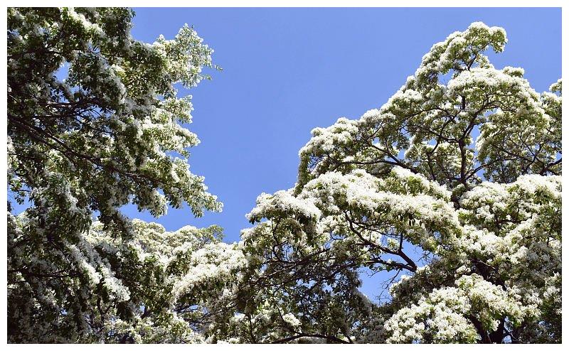 山东潍坊:千年流苏林进入最佳观赏期 流苏花盛放洁白似雪