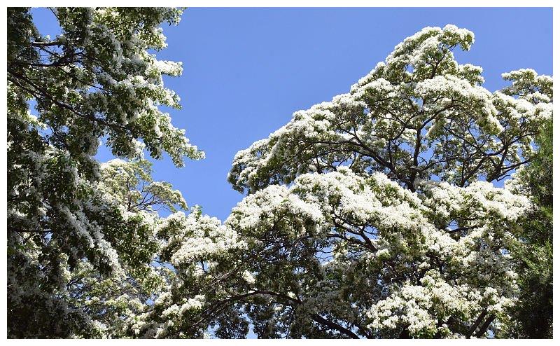 山东潍坊:千年流苏林进入最佳观赏期 流苏花盛放洁白似雪