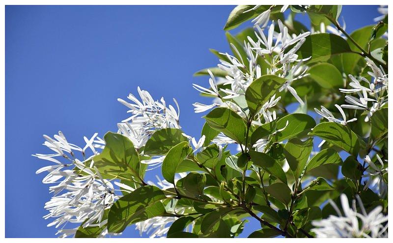 山东潍坊:千年流苏林进入最佳观赏期 流苏花盛放洁白似雪