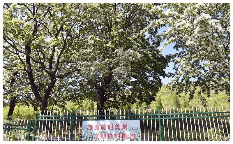 山东潍坊:千年流苏林进入最佳观赏期 流苏花盛放洁白似雪