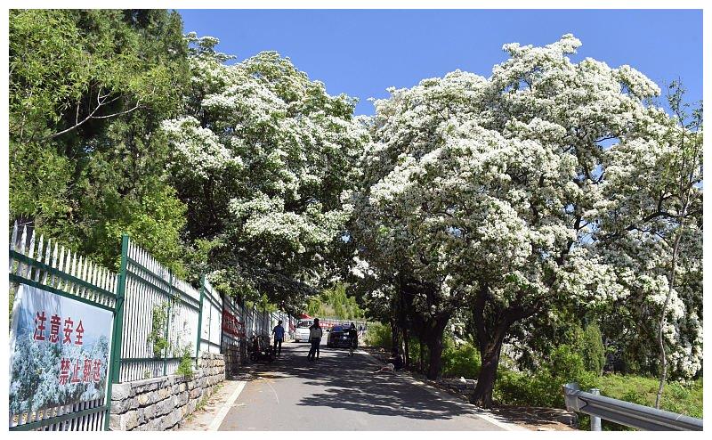 山东潍坊:千年流苏林进入最佳观赏期 流苏花盛放洁白似雪