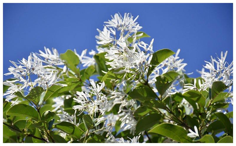 山东潍坊:千年流苏林进入最佳观赏期 流苏花盛放洁白似雪