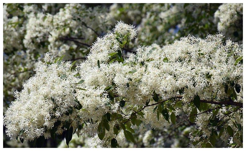 山东潍坊:千年流苏林进入最佳观赏期 流苏花盛放洁白似雪