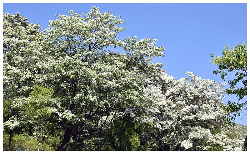 山东潍坊:千年流苏林进入最佳观赏期 流苏花盛放洁白似雪