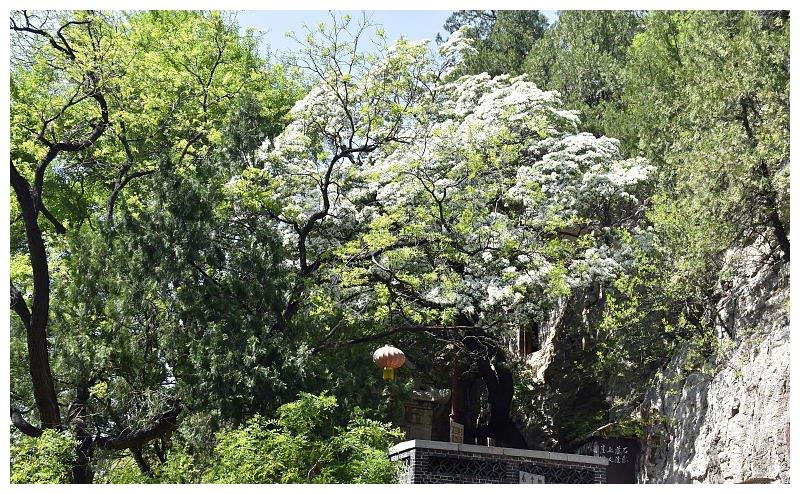 山东潍坊:千年流苏林进入最佳观赏期 流苏花盛放洁白似雪