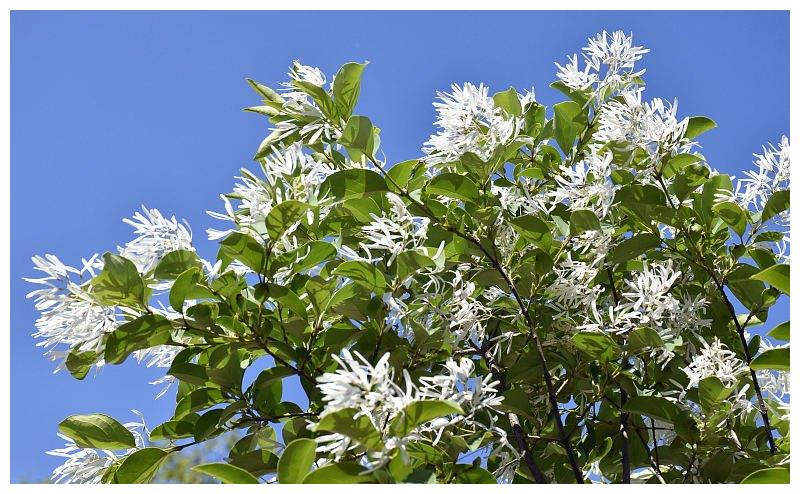 山东潍坊:千年流苏林进入最佳观赏期 流苏花盛放洁白似雪