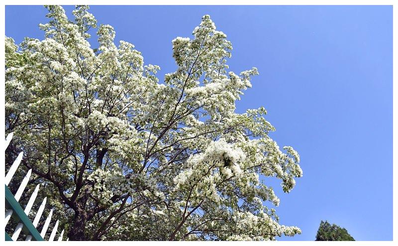山东潍坊:千年流苏林进入最佳观赏期 流苏花盛放洁白似雪