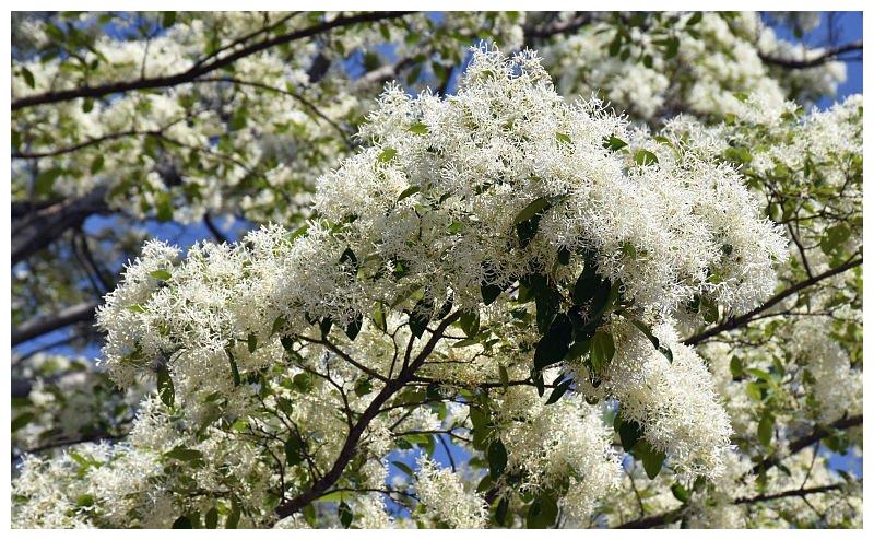 山东潍坊:千年流苏林进入最佳观赏期 流苏花盛放洁白似雪