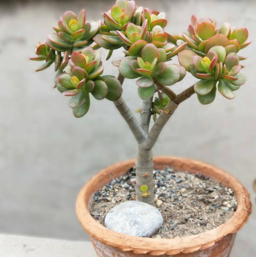 常见的4种多肉植物也能养成漂亮的盆景观赏效果更佳