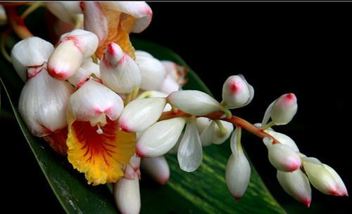 豆蔻|少女|杜牧_新浪新闻