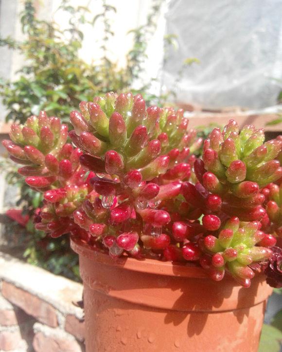 大姨楼顶养多肉,虹之玉"全日照"养,盆盆饱满,叶片像红宝石