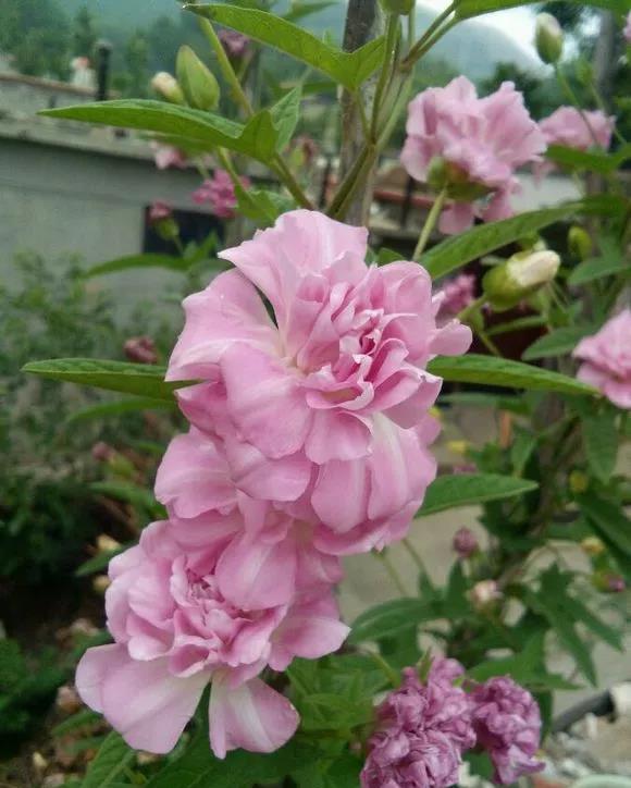 牡丹中的精品缠枝牡丹花花朵大适合家养花期超长能开三个月