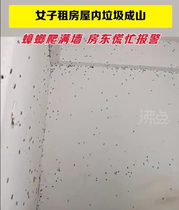 满墙蟑螂!女孩租房2年未扔垃圾睡在“坑”里,房东:人干干净净休闲区蓝鸢梦想 - Www.slyday.coM 满墙蟑螂!女孩租房2年未扔垃圾睡在“坑”里,房东:人干干净净休闲区蓝鸢梦想 - Www.slyday.coM