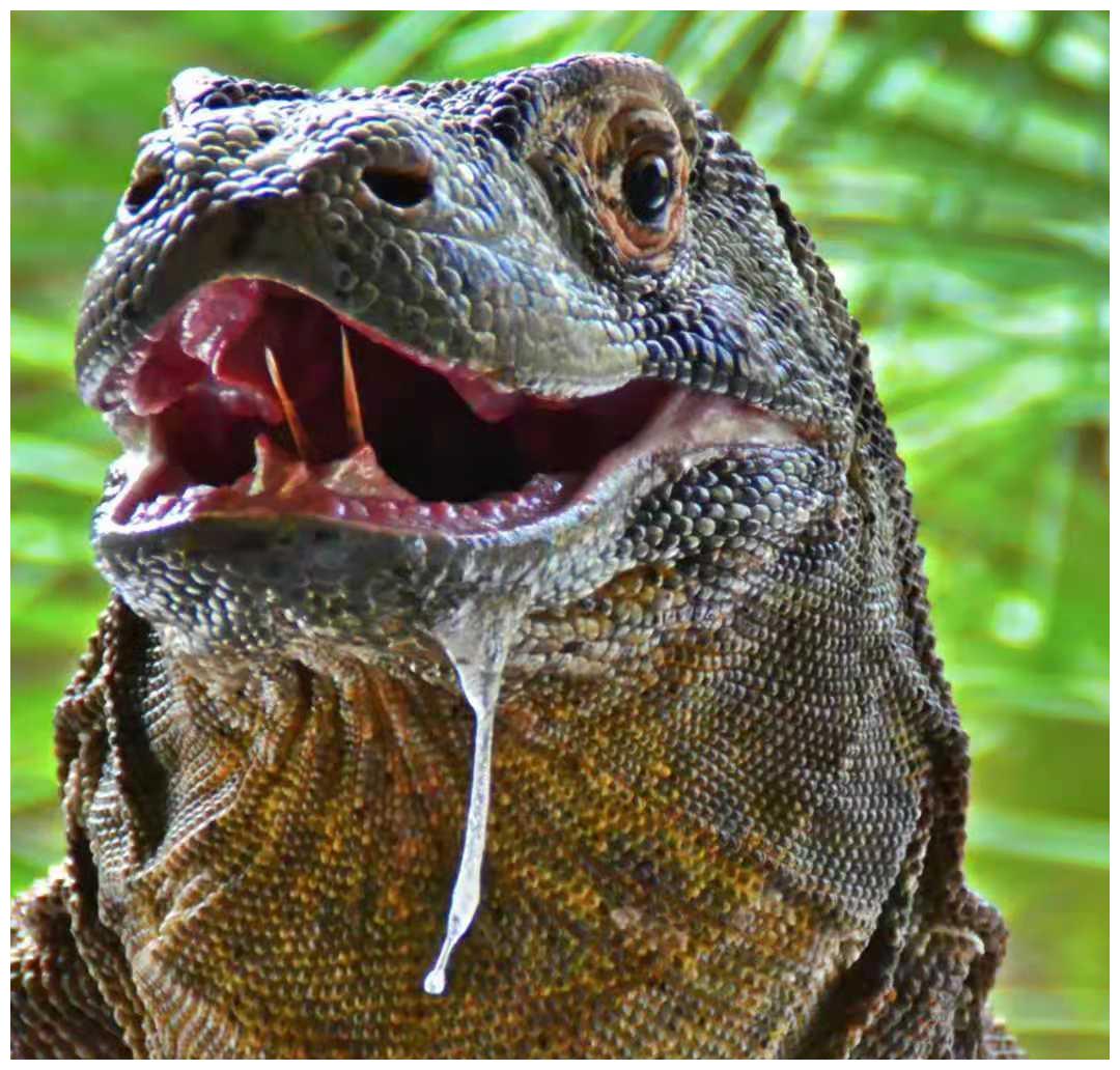 世界最大的蜥蜴科莫多龙生物界王者般的存在为何会面临灭绝