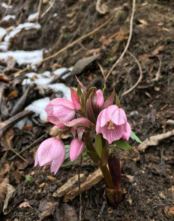 此花漂亮似牡丹耐寒耐阴生命力比绿萝还顽强很容易养活