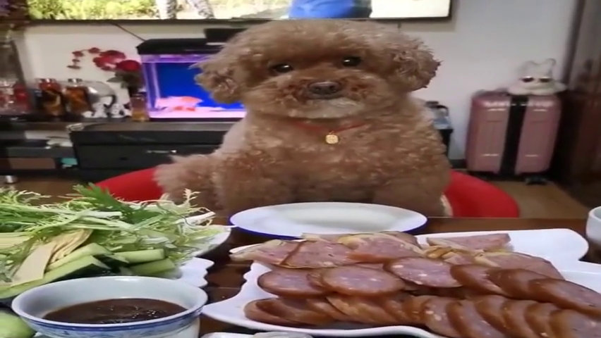 狗狗吃饭的样子图片