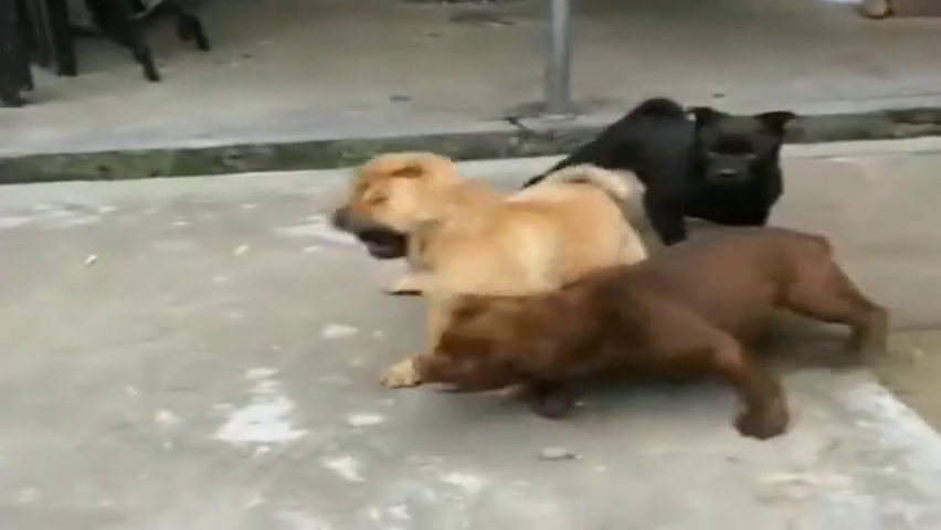 这两只狗子厉害了,打架打得这么凶,小黑狗想劝架都不敢上