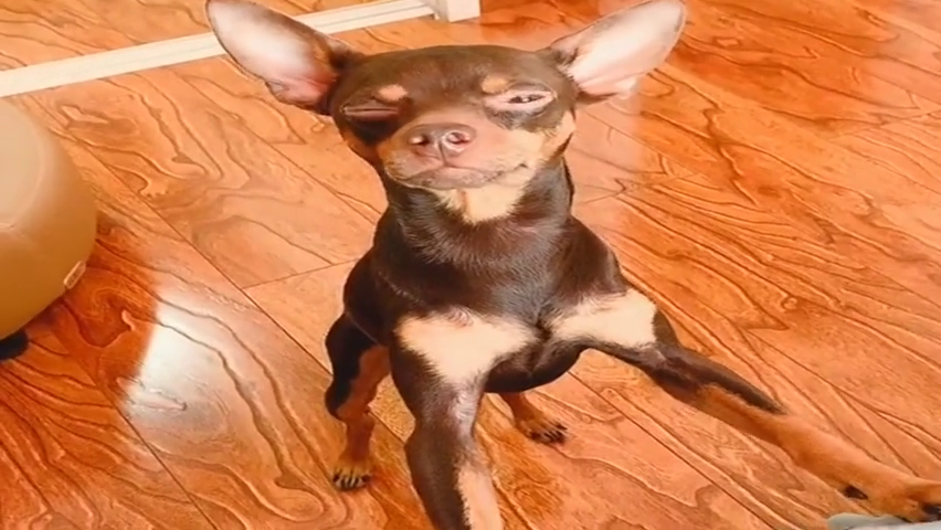 鹿犬啵啵乐要上主人床上睡觉,主人不乐意,这家伙开始哭了?