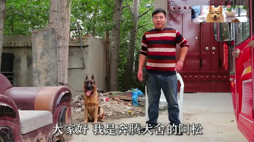 一条能听懂人话的牧羊犬,主人让走就走,让来就来,网友:通人性