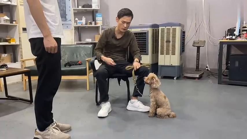 干货-记得收藏噢详细的脱敏教程蛋黄爸训犬贵宾