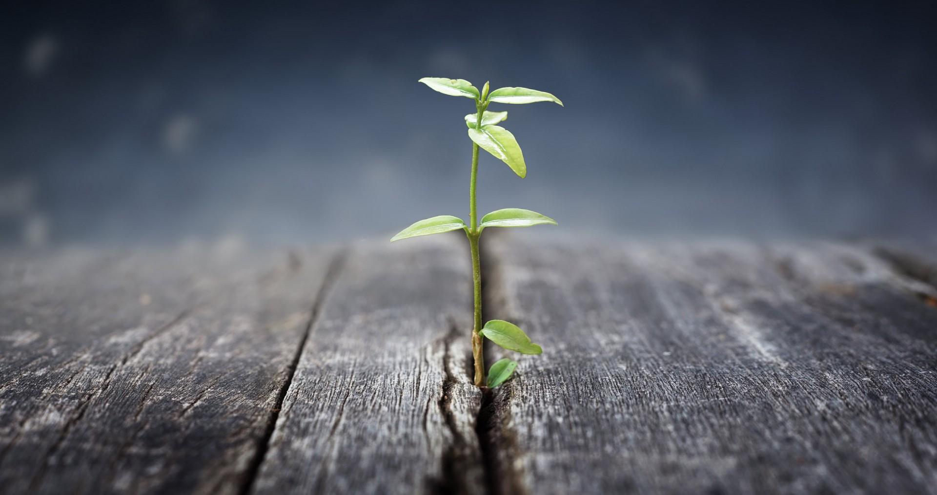 陈薇薇生来渺小死的伟大