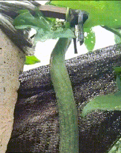 在女友的包里面找到了这样的药，请问是干什么用的啊？哈哈哈哈休闲区蓝鸢梦想 - Www.slyday.coM