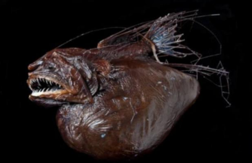 不过随着人类的捕捞,安康鱼的数量也开始减少,目前安