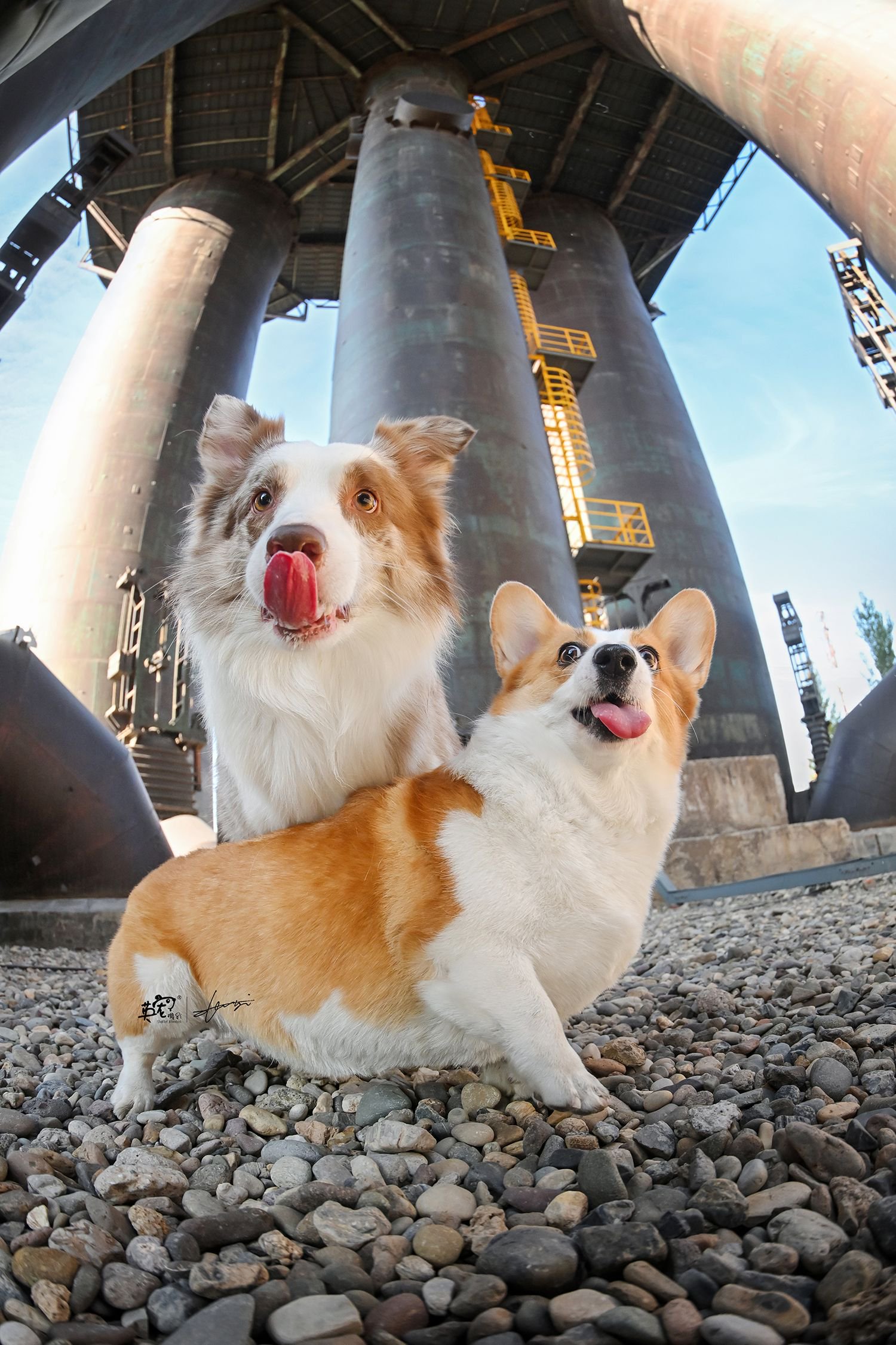 还真是没想到,有一天边牧和柯基也能叠叠乐套娃呀