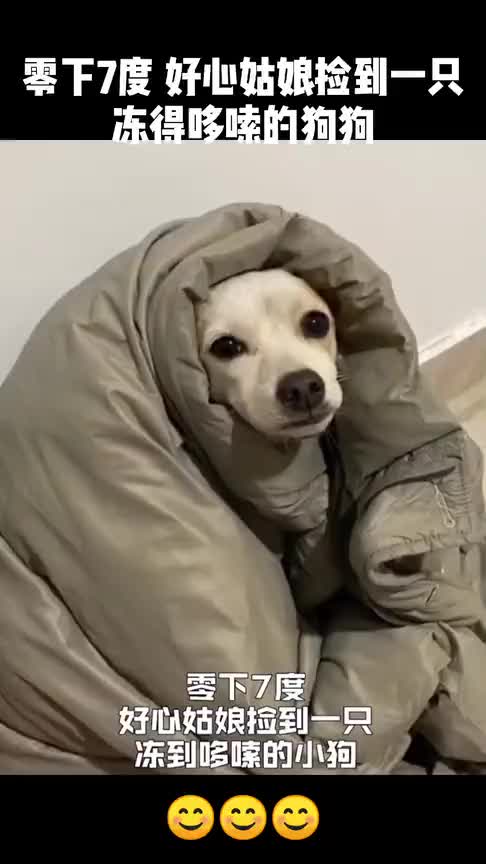 好心姑娘捡到一只冻到哆嗦的小狗,并帮它找到新家
