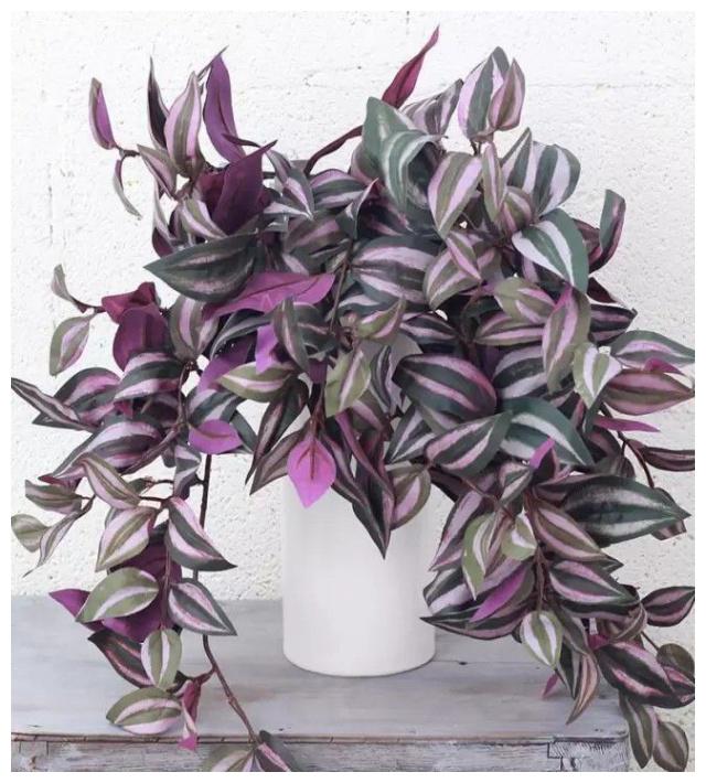 吊竹梅有叶色差别很大的几个品种,叶子观赏性比它的花朵好多了