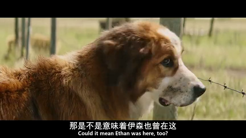 一条狗的使命:伊森煮的东西,没人吃,只有狗狗才愿意吃!