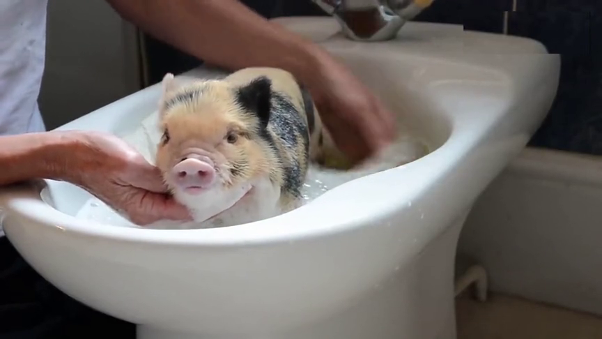 宠物小猪好乖安静的洗澡