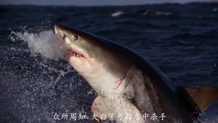 凶猛的鲨鱼也有天敌?虎鲸捕食鲨鱼可谓是手到擒来
