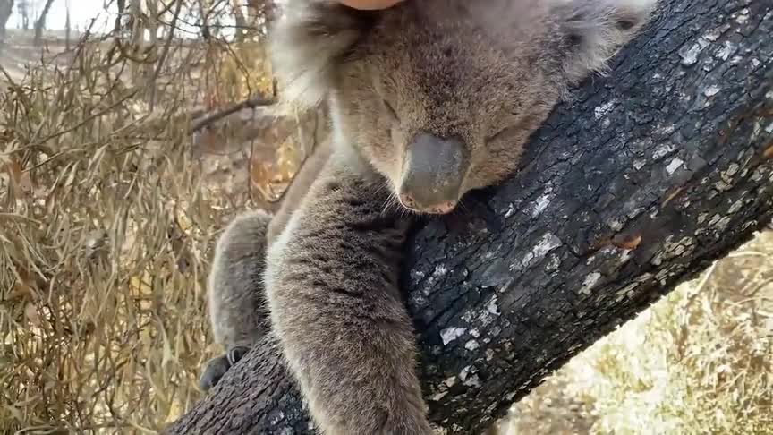 一只幸存的考拉人类撸它不高兴了发出愤怒的吼叫