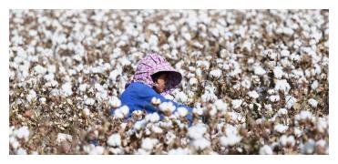 关于新疆棉花的一些常识 你知道吗?休闲区蓝鸢梦想 - Www.slyday.coM 关于新疆棉花的一些常识 你知道吗?休闲区蓝鸢梦想 - Www.slyday.coM