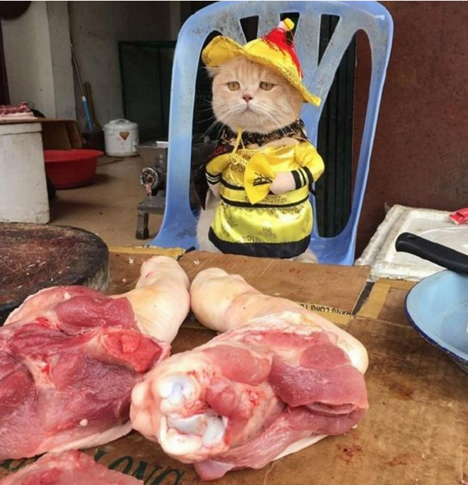 猫咪身穿龙袍卖猪肉,却无人来买,露出的表情让人心疼!