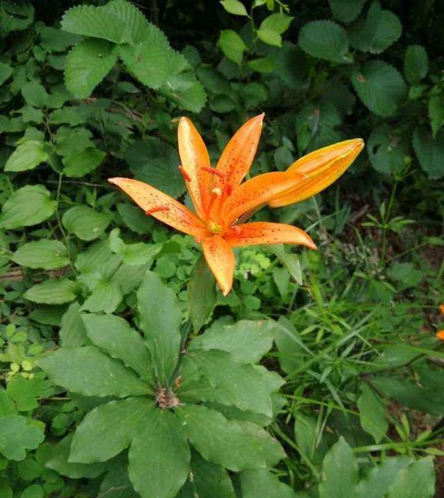 青岛百合:德国人发现的中国濒危植物,香艳脱俗还能润肺!休闲区蓝鸢梦想 - Www.slyday.coM 青岛百合:德国人发现的中国濒危植物,香艳脱俗还能润肺!休闲区蓝鸢梦想 - Www.slyday.coM