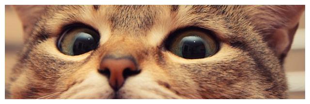 猫咪驱虫多久一次 寄生虫 猫 猫咪 新浪新闻