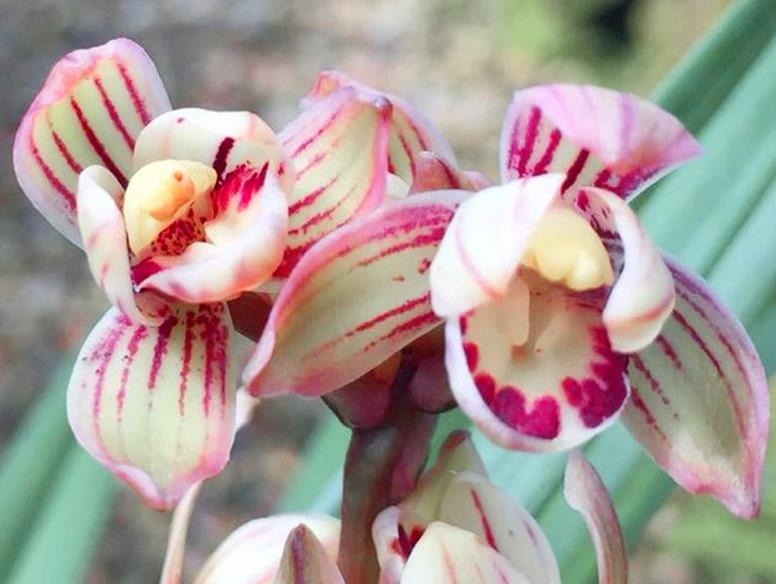 新手养兰首选七彩玲珑花色艳丽香味扑鼻开花后自带仙气