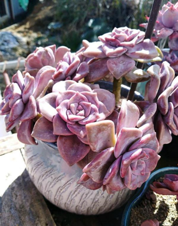 多肉紫乐好上色好叶插越老越好看耐晒不容易挂还便宜