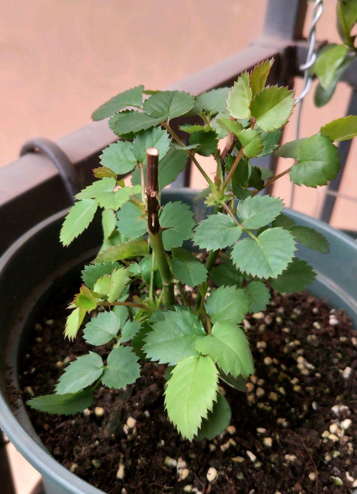 月季花的叶子越长越小,越长越薄,定期补肥也没用?