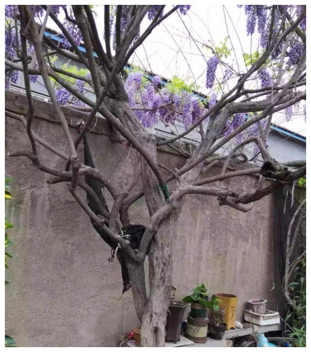 紫藤花枝条的"狂欢乱舞",这样剪几刀,春季变成大花球