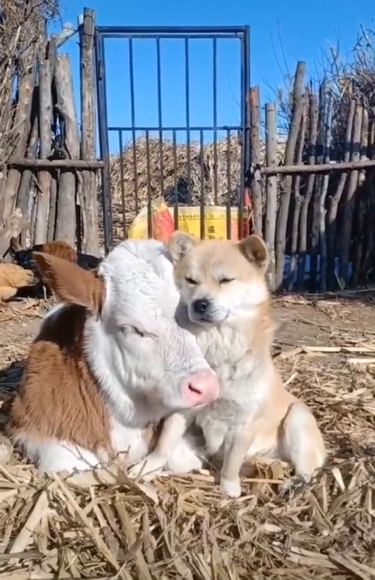 这一狗一牛睡得可真香,无意间拍到,这一幕真是和谐!