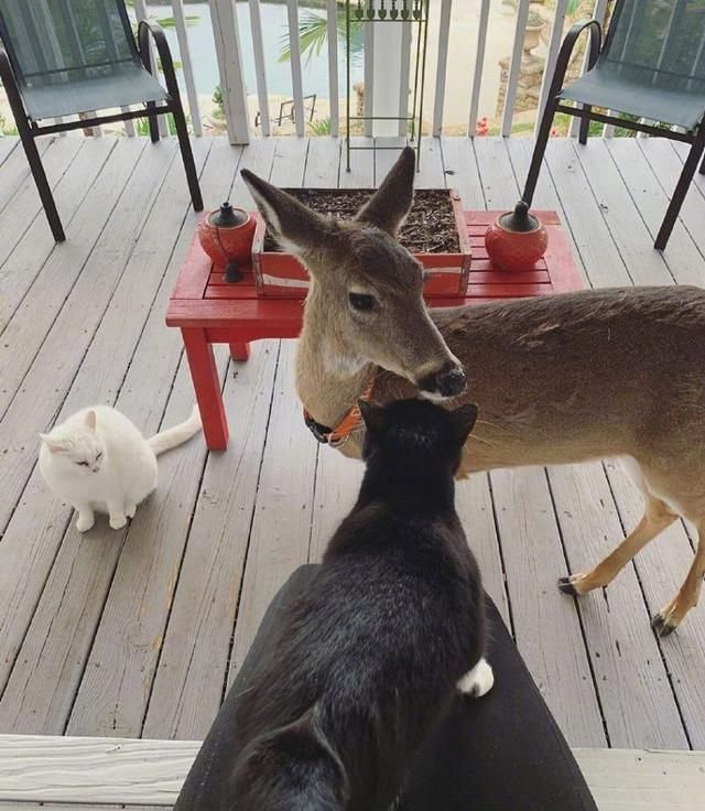喜欢吸猫的小鹿,还懂得雨露均沾!