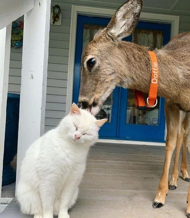 喜欢吸猫的小鹿,还懂得雨露均沾!
