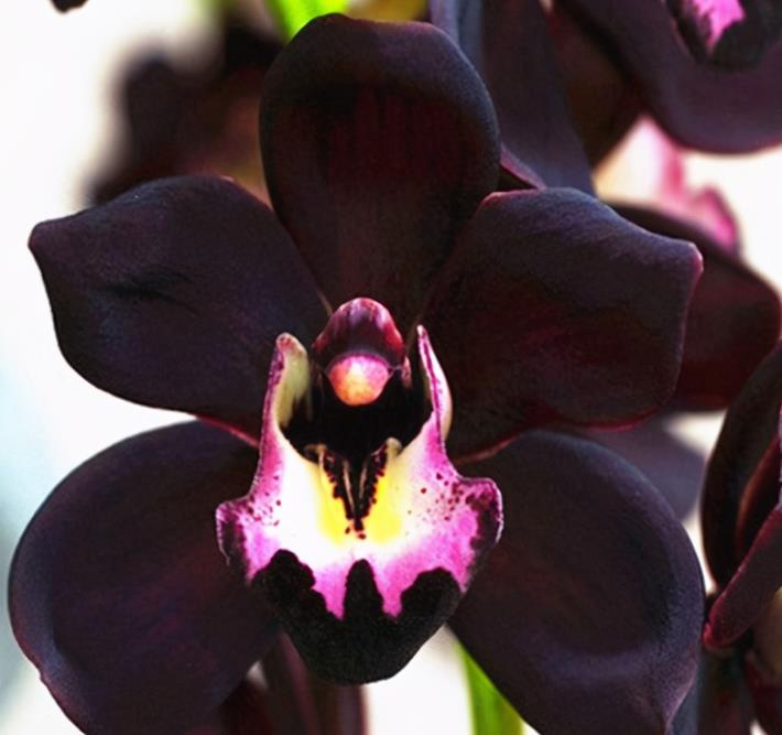 极具神秘感的兰花黑雪姬花色奇特芳香四溢猎奇花必备