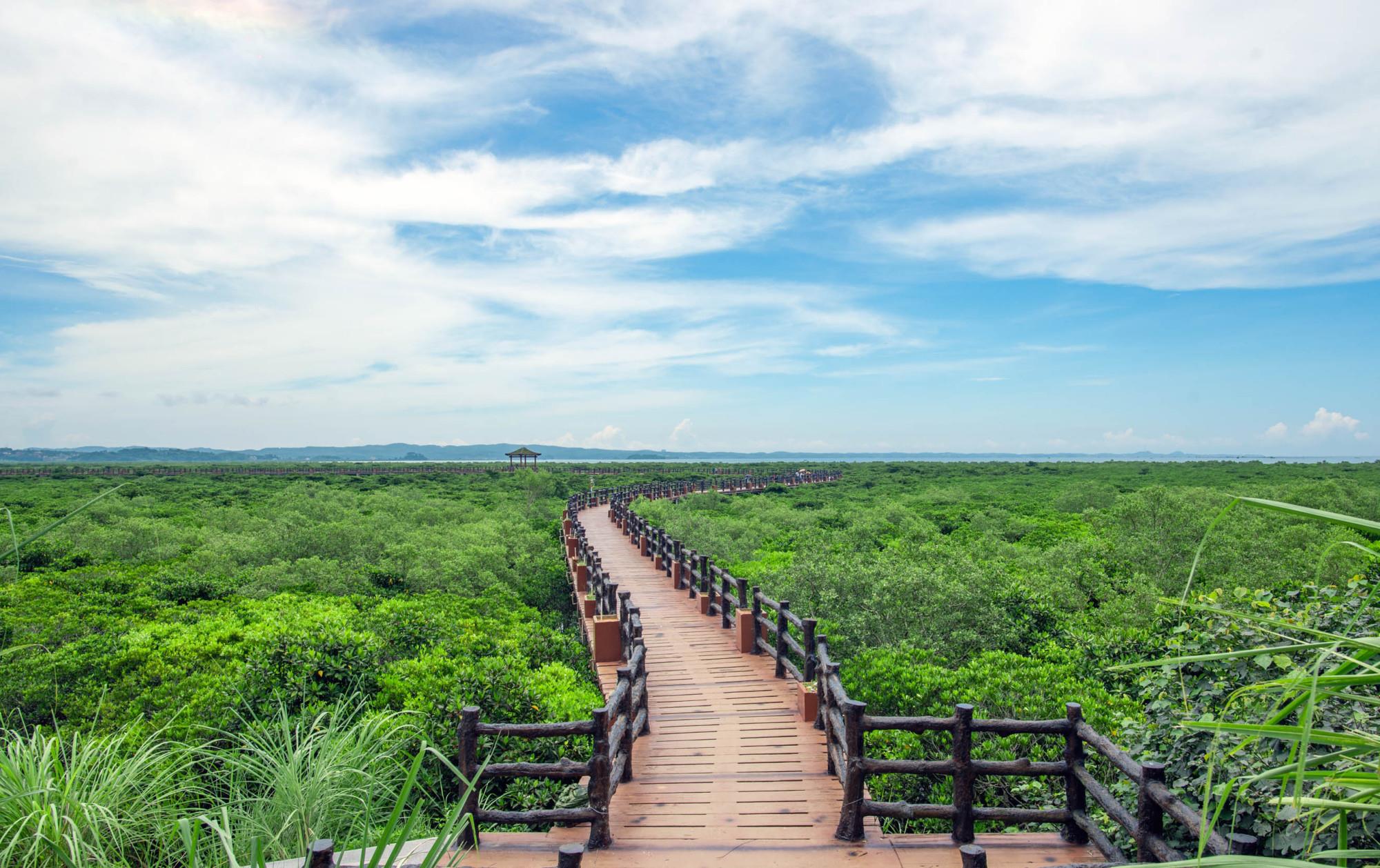 我国最大红树林旅游景区,世界第三,可以在海水下生长
